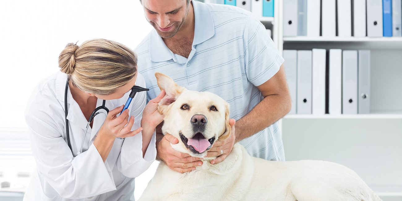 Pet Insurance Is It Really Worth the Cost? Cataño Insurance Brokers